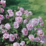 Fragrant Lavender Simplicity Hedge Rose Alternate Image 2