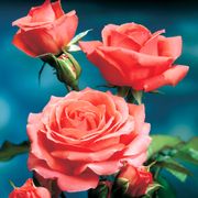 America Climbing Rose Alternate Image 2