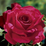 Voluptuous! Hybrid Tea Rose Alternate Image 1