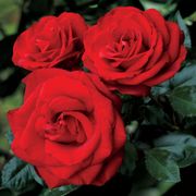 Always and Forever&reg; Hybrid Tea Rose Thumb