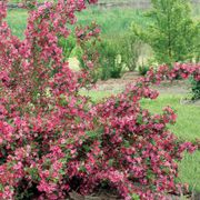 Weigela Sonic Bloom&reg; Pink Alternate Image 3