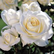 Moondance 24-Inch Patio Rose Thumb