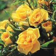 Sun Sprinkles Miniature Rose Thumb