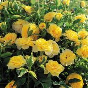 Sun Sprinkles Miniature Rose Alternate Image 2