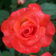 Sedona&reg; Hybrid Tea Rose Alternate Image 2
