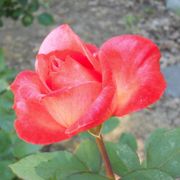 Sedona&reg; Hybrid Tea Rose Alternate Image 3