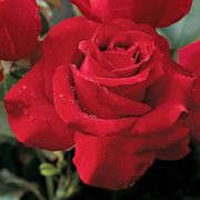 Veterans' Honor&reg; Hybrid Tea Rose Thumb
