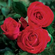 Veterans' Honor&reg; Hybrid Tea Rose Alternate Image 1