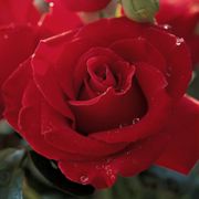 Veterans' Honor&reg; Hybrid Tea Rose Alternate Image 2