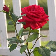 Veterans' Honor&reg; Hybrid Tea Rose Alternate Image 6