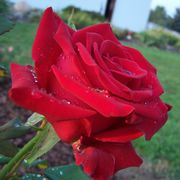 Veterans' Honor&reg; Hybrid Tea Rose Alternate Image 7