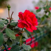 Don Juan Climbing Rose Alternate Image 2