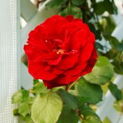 Don Juan Climbing Rose Alternate Image 3