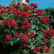 Don Juan Climbing Rose Alternate Image 4