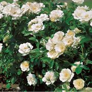 White Simplicity Hedge Rose Thumb