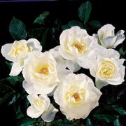 White Simplicity Hedge Rose Alternate Image 1