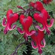 Dicentra 'Burning Hearts' Thumb