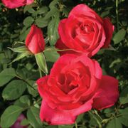 Astounding Glory Hybrid Tea Rose Alternate Image 1