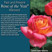 Summer Nights Hybrid Tea Rose Alternate Image 2