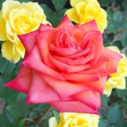 Wildfire Hybrid Tea Rose Alternate Image 3