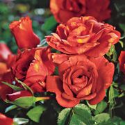 Laura Bush Floribunda Rose Thumb