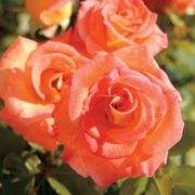 Mardi Gras Floribunda Rose Thumb