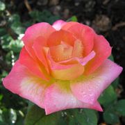 Mardi Gras Floribunda Rose Alternate Image 3