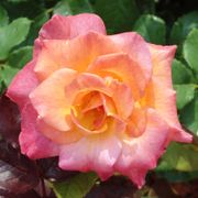 Mardi Gras Floribunda Rose Alternate Image 4