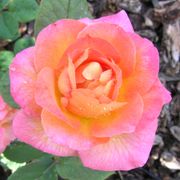 Mardi Gras Floribunda Rose Alternate Image 5