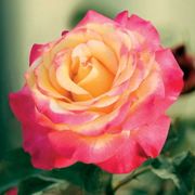 Dream Come True&trade; Grandiflora Rose Thumb