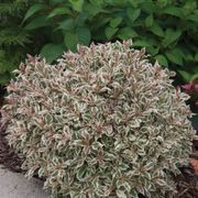 My Monet&reg; Weigela Alternate Image 2