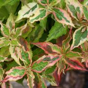 My Monet&reg; Weigela Alternate Image 5