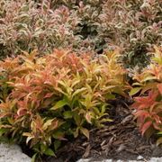 My Monet&reg; Weigela Alternate Image 6