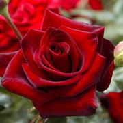 Black Cherry Floribunda Rose Thumb