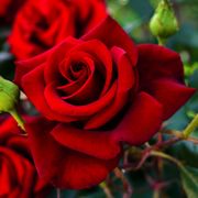 Black Cherry Floribunda Rose Alternate Image 1