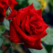 Black Cherry Floribunda Rose Alternate Image 3