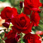 Black Cherry Floribunda Rose Alternate Image 6