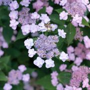 Hydrangea Tiny Tuff Stuff&trade; Mountain Hydrangea Alternate Image 3