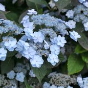 Hydrangea Tiny Tuff Stuff&trade; Mountain Hydrangea Alternate Image 5