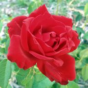 Beloved Hybrid Tea Rose Alternate Image 1