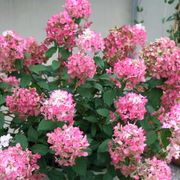 Hydrangea Fire Light&reg; Panicle Hydrangea Alternate Image 1
