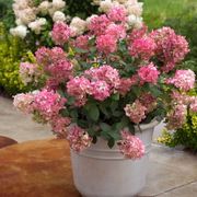 Hydrangea Fire Light&reg; Panicle Hydrangea Alternate Image 3