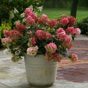 Hydrangea Fire Light&reg; Panicle Hydrangea Alternate Image 4