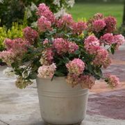 Hydrangea Fire Light&reg; Panicle Hydrangea Alternate Image 5