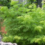 Sambucus Lemony Lace&reg; Alternate Image 6