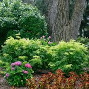 Sambucus Lemony Lace&reg; Alternate Image 7