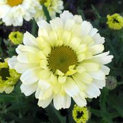 Leucanthemum 'Real Dream' Alternate Image 2