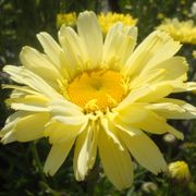 Leucanthemum 'Real Dream' Alternate Image 3