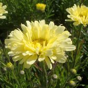 Leucanthemum 'Real Dream' Alternate Image 4