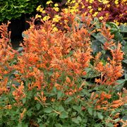 Agastache Kudos&trade; 'Kudos Mandarin' Hyssop Alternate Image 3
